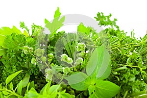 Border of Different Fresh Spice Herbs over white background