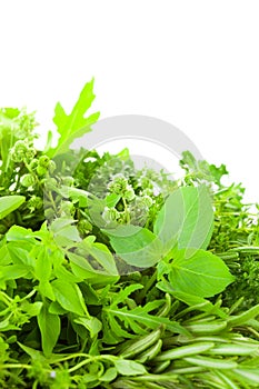 Border of Different Fresh Spice Herbs over white background / v