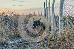 Border dog breed German Shepherd against the backdrop of a beautiful sunset.