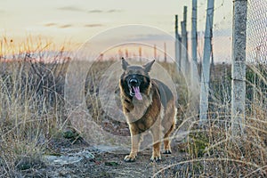 Border dog breed German Shepherd against the backdrop of a beautiful sunset.