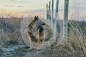 Border dog breed German Shepherd against the backdrop of a beautiful sunset.
