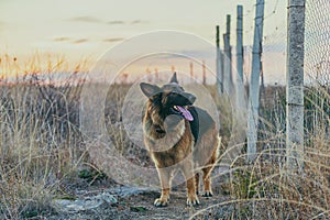 Border dog breed German Shepherd against the backdrop of a beautiful sunset.