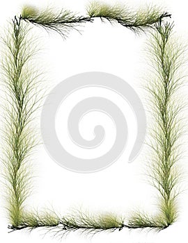 Border: Evergreen Branches