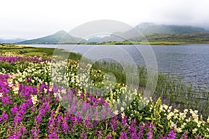 Border of Farstadvatnet lake in Vestvagoy island of Lofoten archipelago covered with flowers.  Nordland, Northern Norway