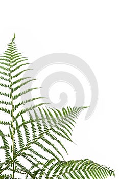 Border of ferns