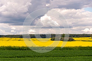 The border of a flowering rapeseed and wheat field against the background of clouds. Yellow and green fields with different crops