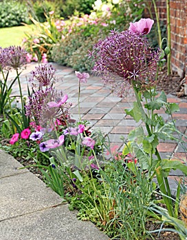 Border flowers and plants along path