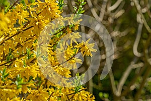Border Forsythia is a decorative deciduous shrub garden origin. Forythia flowers in front of green grass and blue sky.