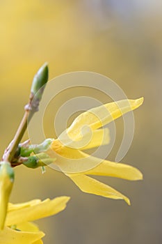 Border forsythia, Forsythia x intermedia, flower sideview