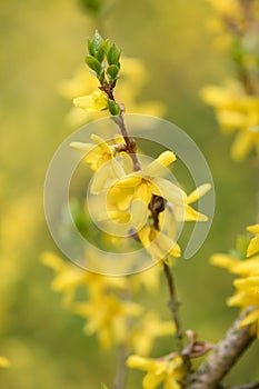 Border forsythia, Forsythia x intermedia, flowers and leaves