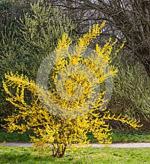 Border Forsythia x intermedia, spring flowering shrub with yellow flowers, in garden