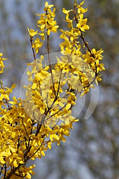 Border forsytihia yellow ornamental shrub