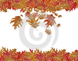 Border Frame of colored falling maple leafs with copy space isolated on white background