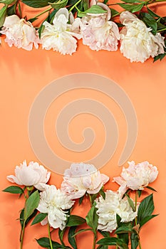 Border frame made of pink and white peonies flower  on color background. Beautiful pink peony flowers orange background  with copy