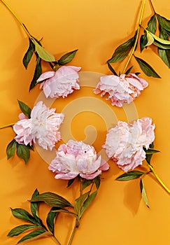 Border frame made of pink and white peonies flower on color background. Beautiful pink peony flowers orange background with copy