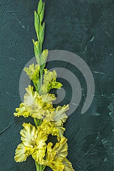 Border frame made of yellow gladiolus on green concrete background