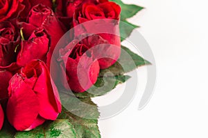 Border of fresh Beautiful red garden roses isolated on white background. Greeting card with a red roses