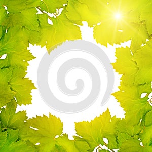 Border of fresh grape leaves