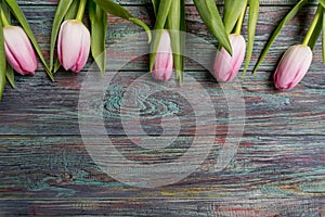 Border of fresh pink spring tulips