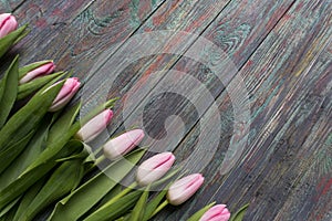 Border of fresh pink spring tulips