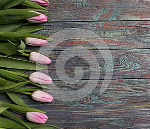 Border of fresh pink spring tulips