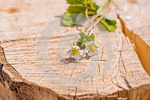 Border of fresh strawberries with growing runners and flowers. On old wooden background.