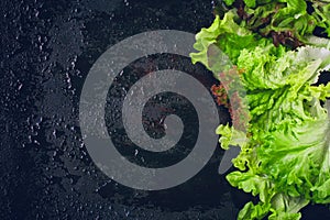 Border fresh wet green lettuce leaves, curly lettuce, black background with water drops