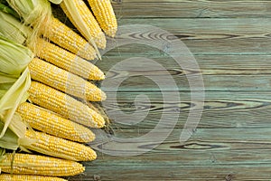 Border of freshly harvested corn on the cob