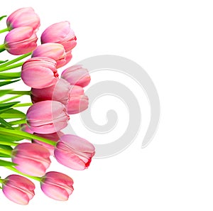 Border of Gentle Pink Tulips, fresh flowers on white