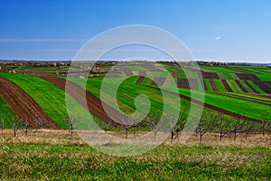 Border between a green and a brown fields