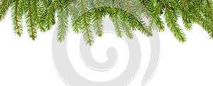 Border of green fir tree branches on white background