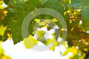 Border of green grape leaves against nature background