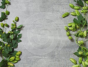 Border from green hop branches on gray rustic stone background. Concept of beer production. Brewing backdrop or mock up. Top view