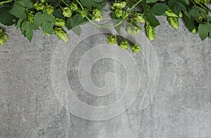 Border from green hop branches on gray rustic stone background. Concept of beer production. Brewing backdrop or mock up. Top view
