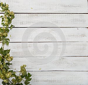 Border from green hop branches on white rustic wooden background. Concept of beer production. Mock up for beer presentation.