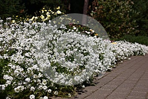 Border from a lobularia.