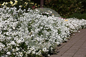 Border from a lobularia in approach.