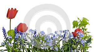 Border from myosotis and tulips photo