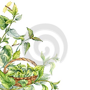 Border with nettle medicine plant and basket watercolor illustration isolated on white. Full straw basket with stinging