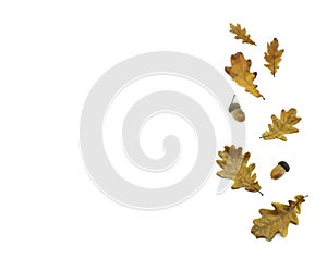 Border from oak leaves and acorns isolated on a white background. Copy space