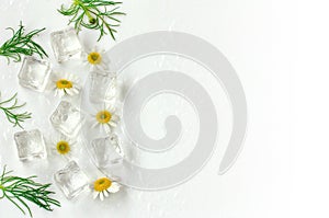 Border with pharmacy chamomile flowers and ice cubes