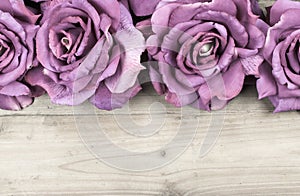 Border purple roses