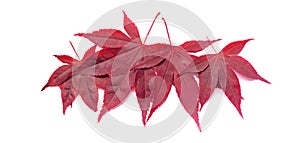 Border of red bright autumn fall maple leaves close up isolated on white background