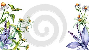 Border of sage herbal plant, bidens tripartita watercolor illustration isolated on white background. Salvia, nettle