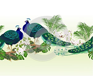 Border seamless background peacock beauty exotic bird and tropical flowers watercolor vintage vector illustration editable
