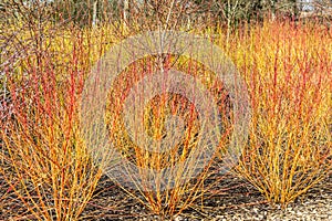 Cornus sanguinea Anny`s Winter Orange photo