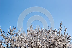 Border of Spring apricot blossoms against the blue sky