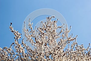 Border of Spring apricot blossoms against the blue sky
