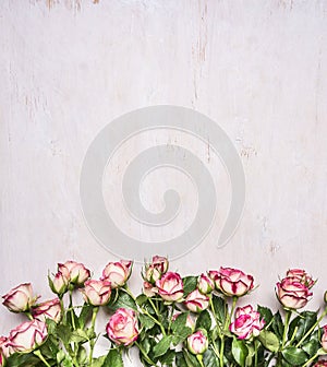 Border, spring shrub roses with leaves on the branches place for text wooden rustic background top view