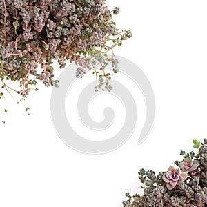 Border of succulent flower Sedum Dasyphyllum minor on white background